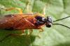 Euura melanocephala